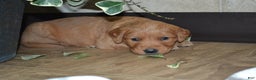 Golden Retriever dogs for sale: Bambi - Ad 4