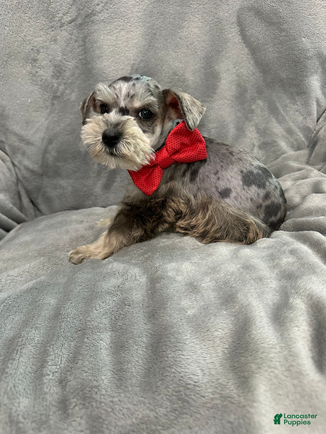 Miniature Schnauzer dogs for sale: Charlie  - Ad 2