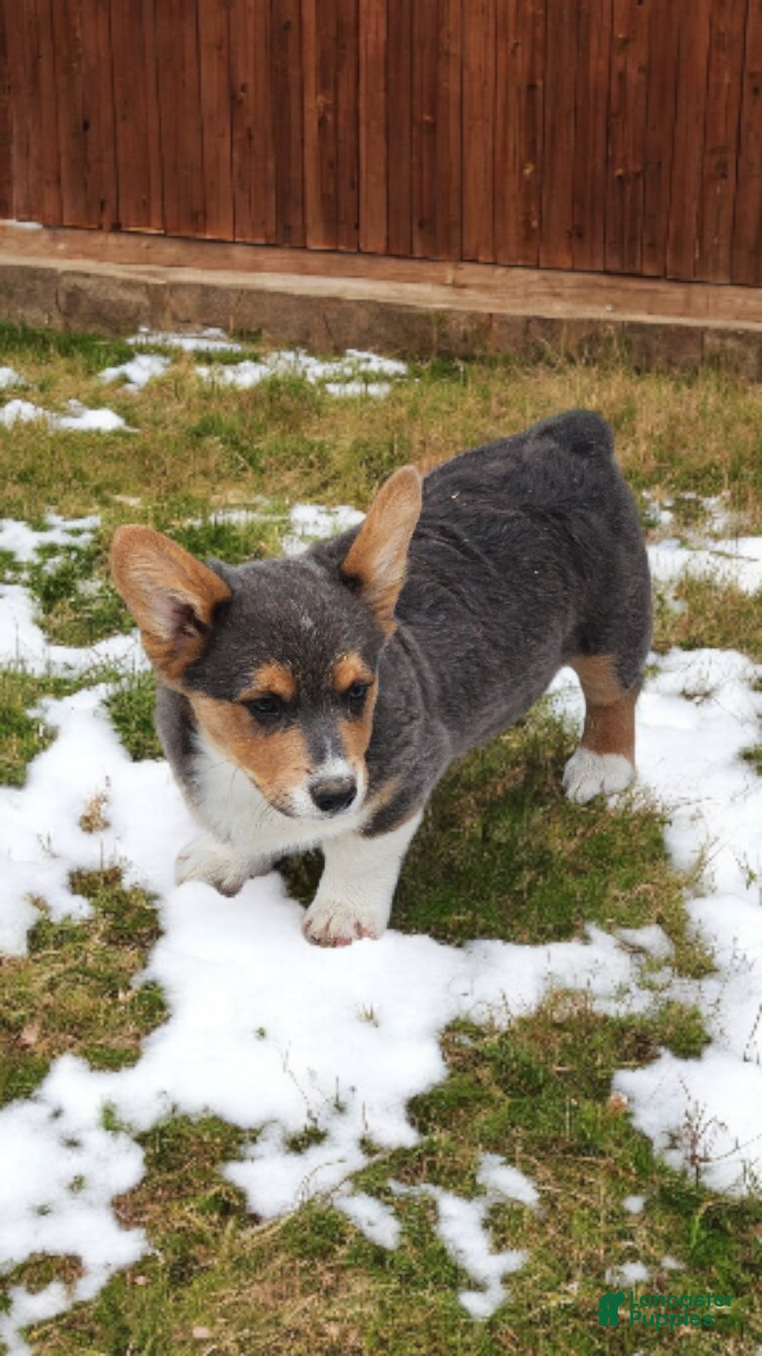 Welsh Corgi Pembroke dogs for sale: Abel Bluie - Ad 5