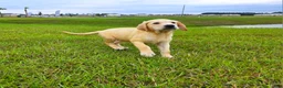 Labrador Retriever dogs for sale: Luna - Ad 3