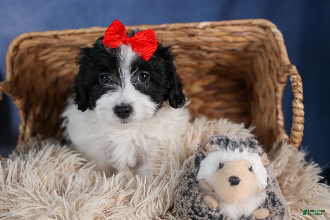 Havapoo dogs for sale: FRITZ - Ad 8