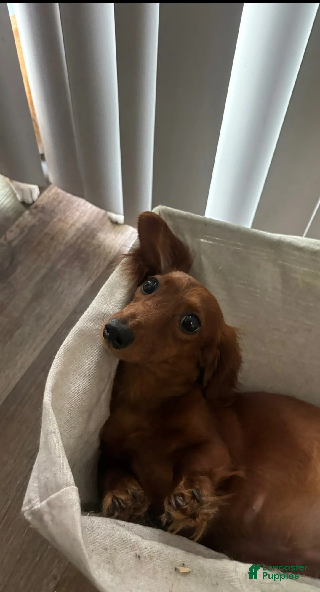 Dachshund dogs for sale: Dachshund 2 - Ad 3
