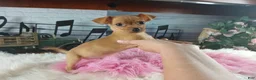Chihuahua dogs for sale: Red fawn girl. Hand delivery  - Ad 5