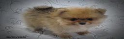 Pomeranian dogs for sale: Chris - Ad 2