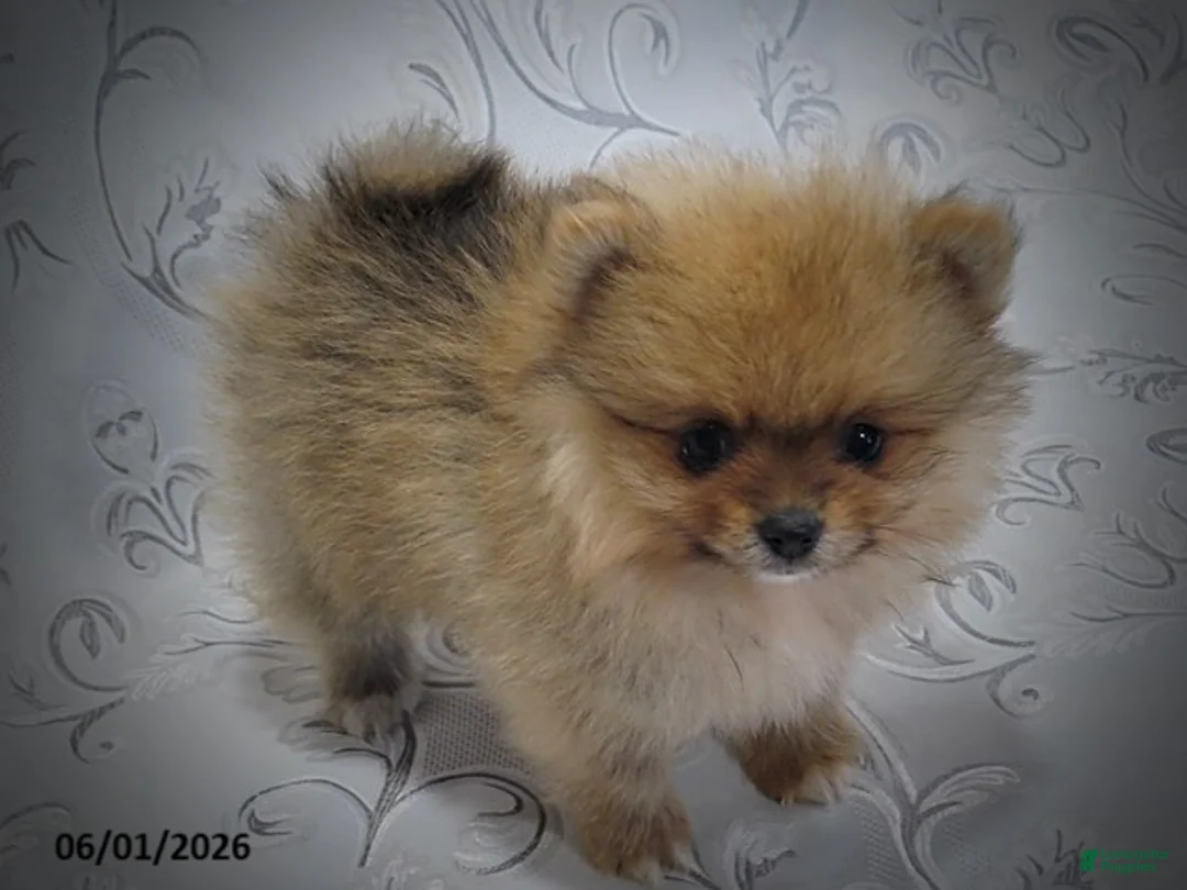 Pomeranian dogs for sale: Chris - Ad 2