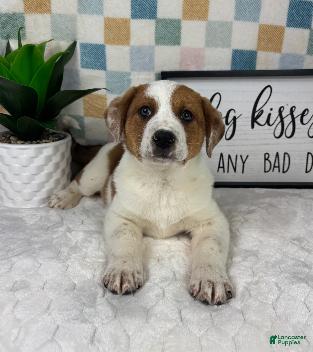 Australian Cattle Dog dogs for sale: Rex - Ad 2