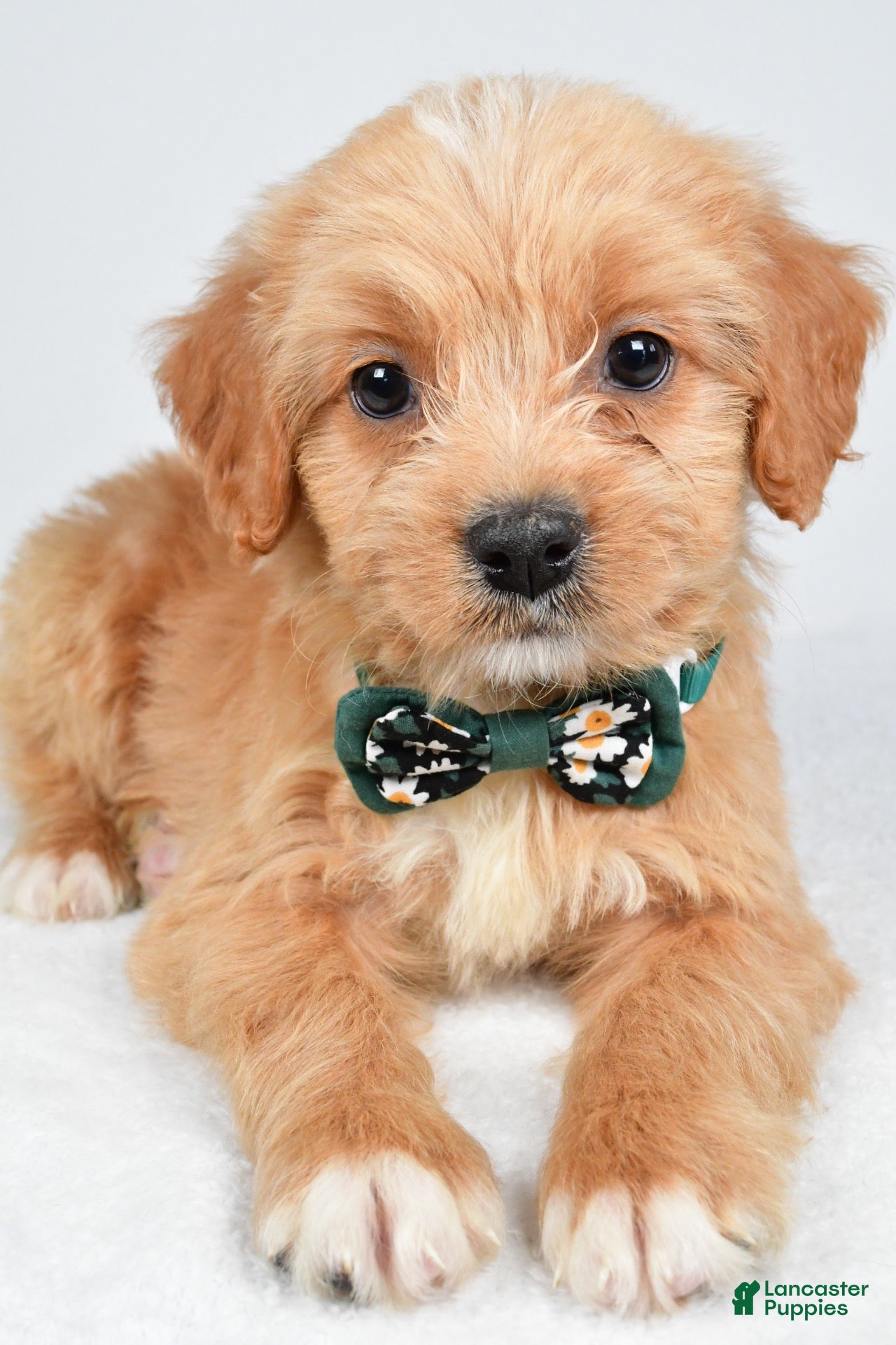 Mixed Breed dogs Thomas - Ad 2