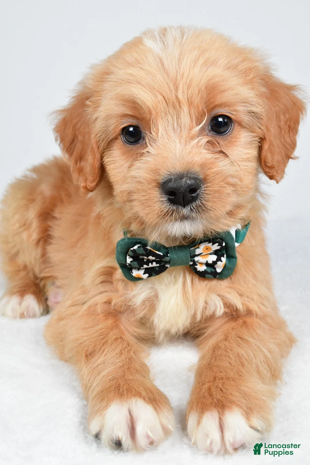 Mixed Breed dogs for sale: Thomas - Ad 2