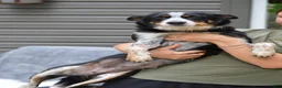 Mixed Breed dogs for sale: Muffin - Ad 7