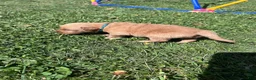 Golden Retriever dogs for sale: Max (teal) - Ad 7