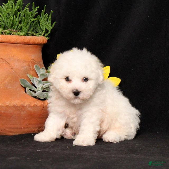 Bichon Frise dogs Snickerdoodle - Ad 1
