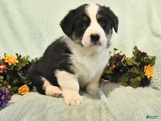 Mixed Breed dogs Jesse - Ad 12