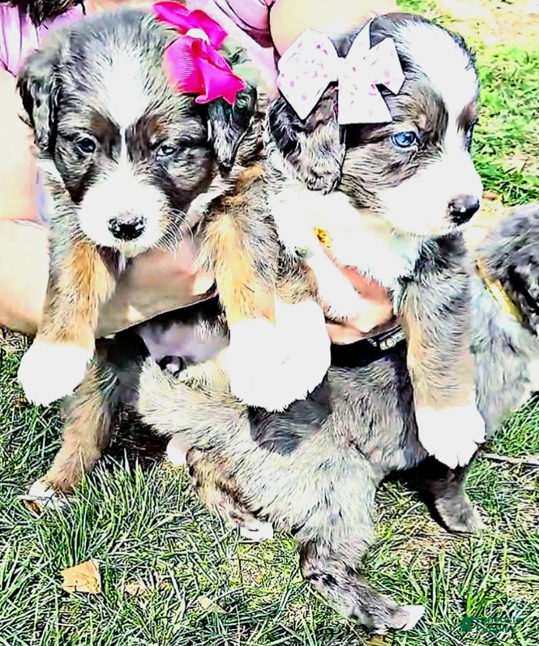 Mini Bernedoodle dogs for sale: Mini Bernedoodle Puppy 4 - Ad 16