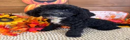 Miniature Labradoodle dogs for sale: Jade - Ad 3