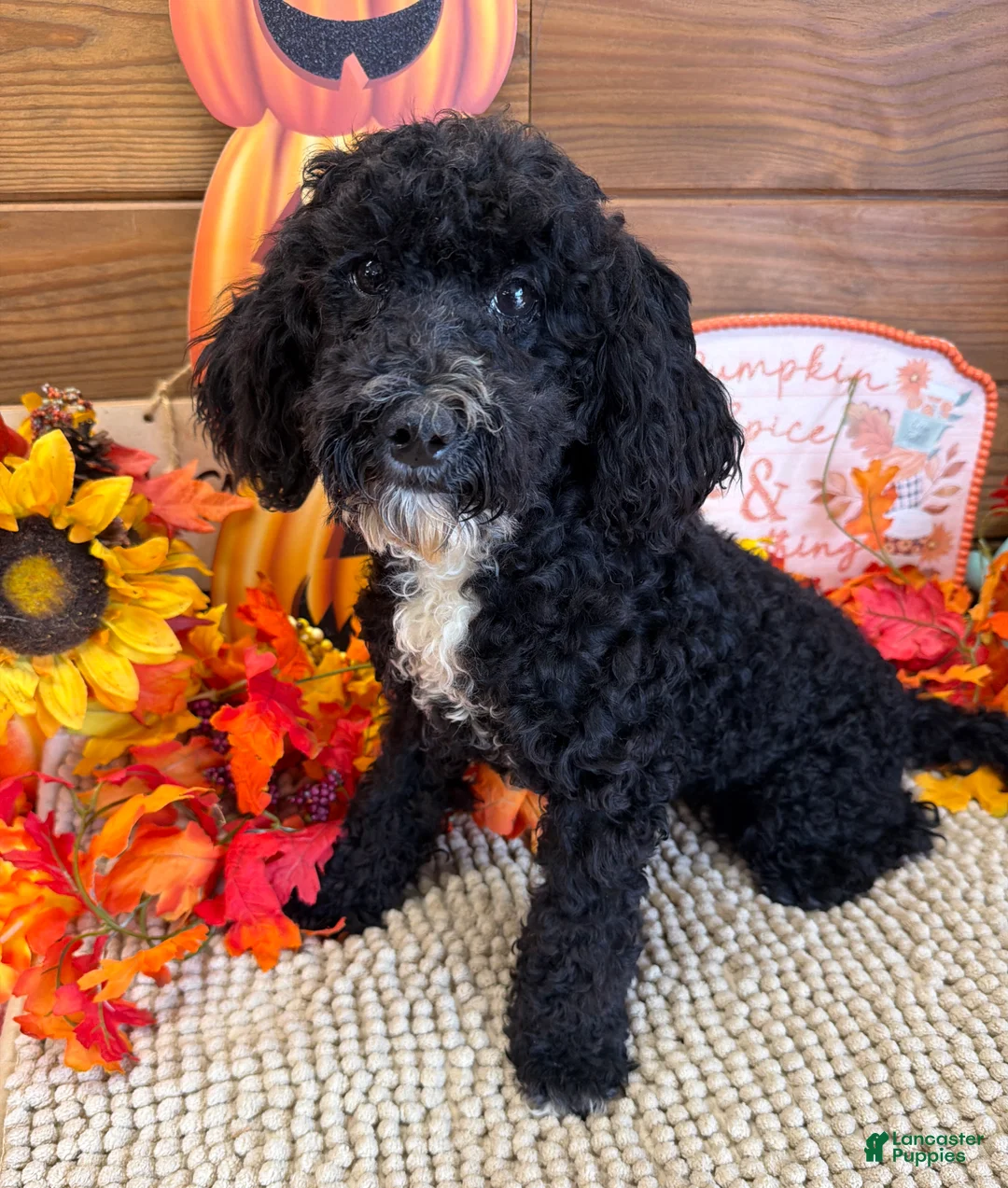 Miniature Labradoodle dogs for sale: Jade - Ad 3