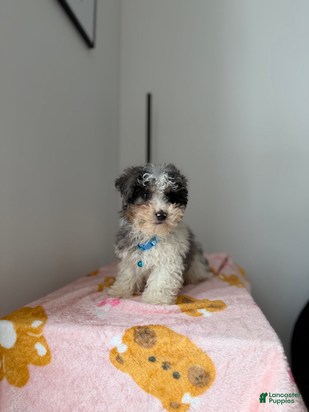 Toy Poodle dogs for sale: Flash - Ad 2