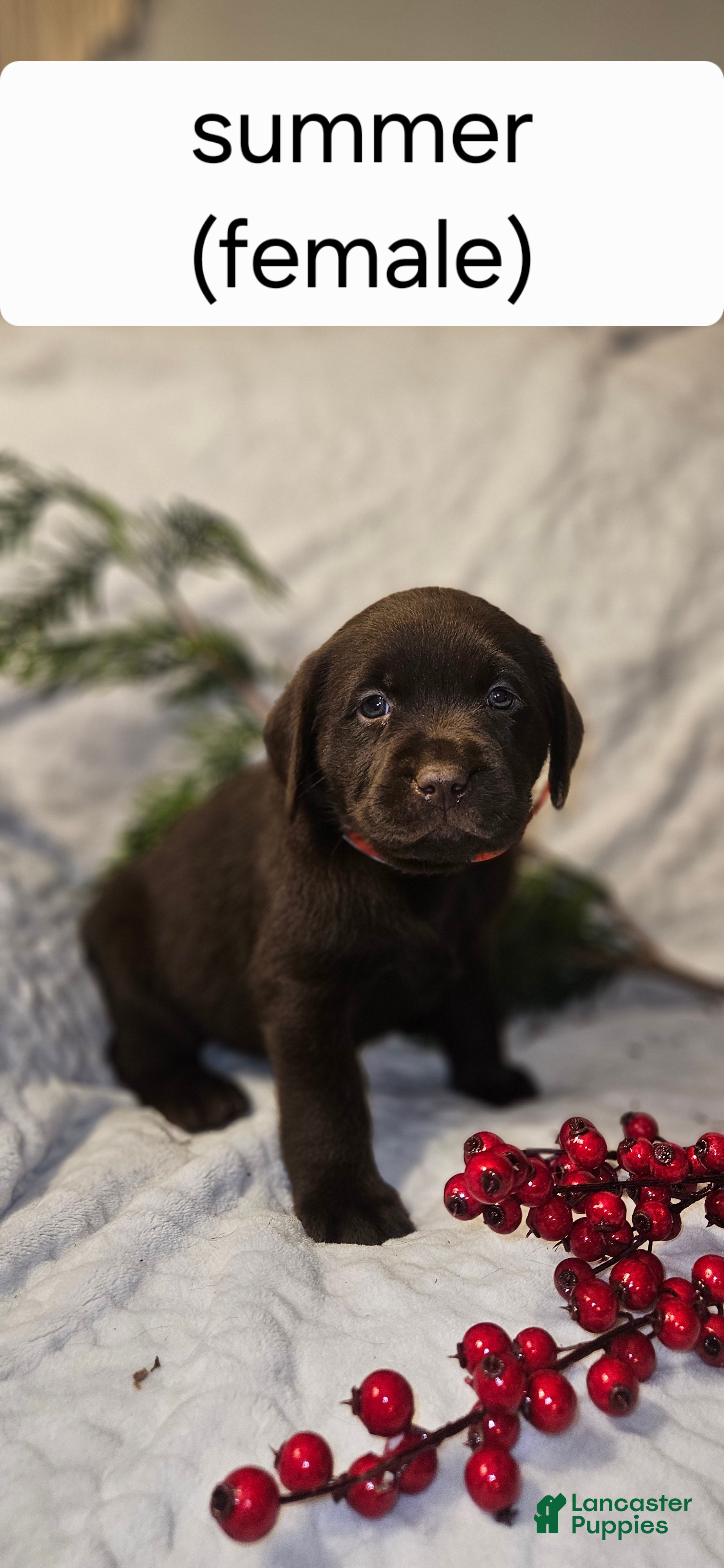 Labrador Retriever dogs Summer  - Ad 41