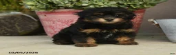 Havapoo dogs for sale: Alvin - Ad 3