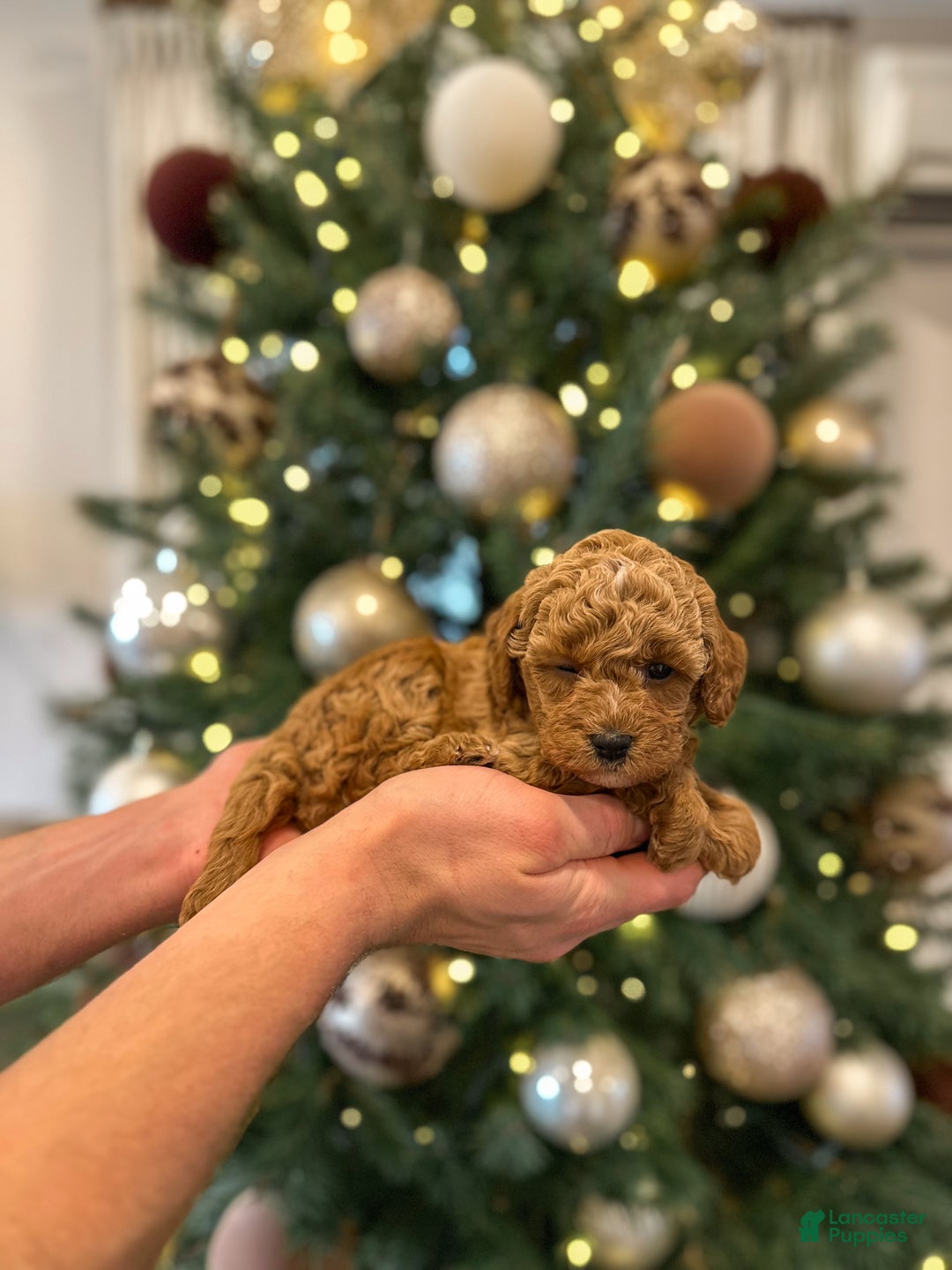 Mini Goldendoodle dogs for sale: Willow - Ad 5