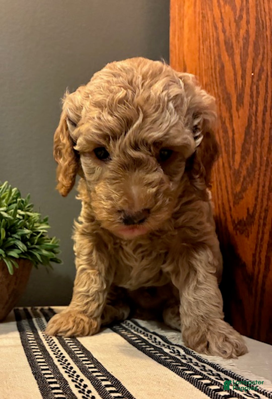 Cockapoo dogs for sale: Axel - Ad 5