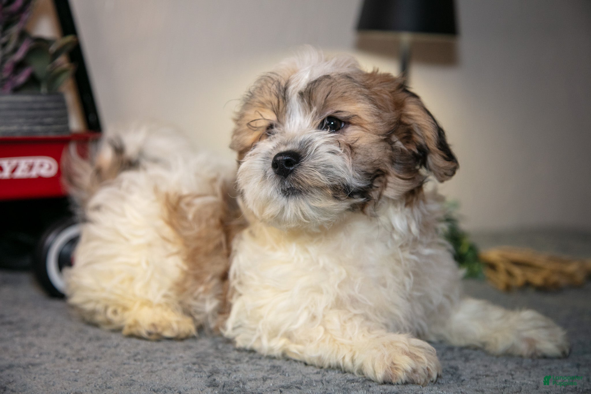 Teddy Bear dogs Vlad - Ad 2