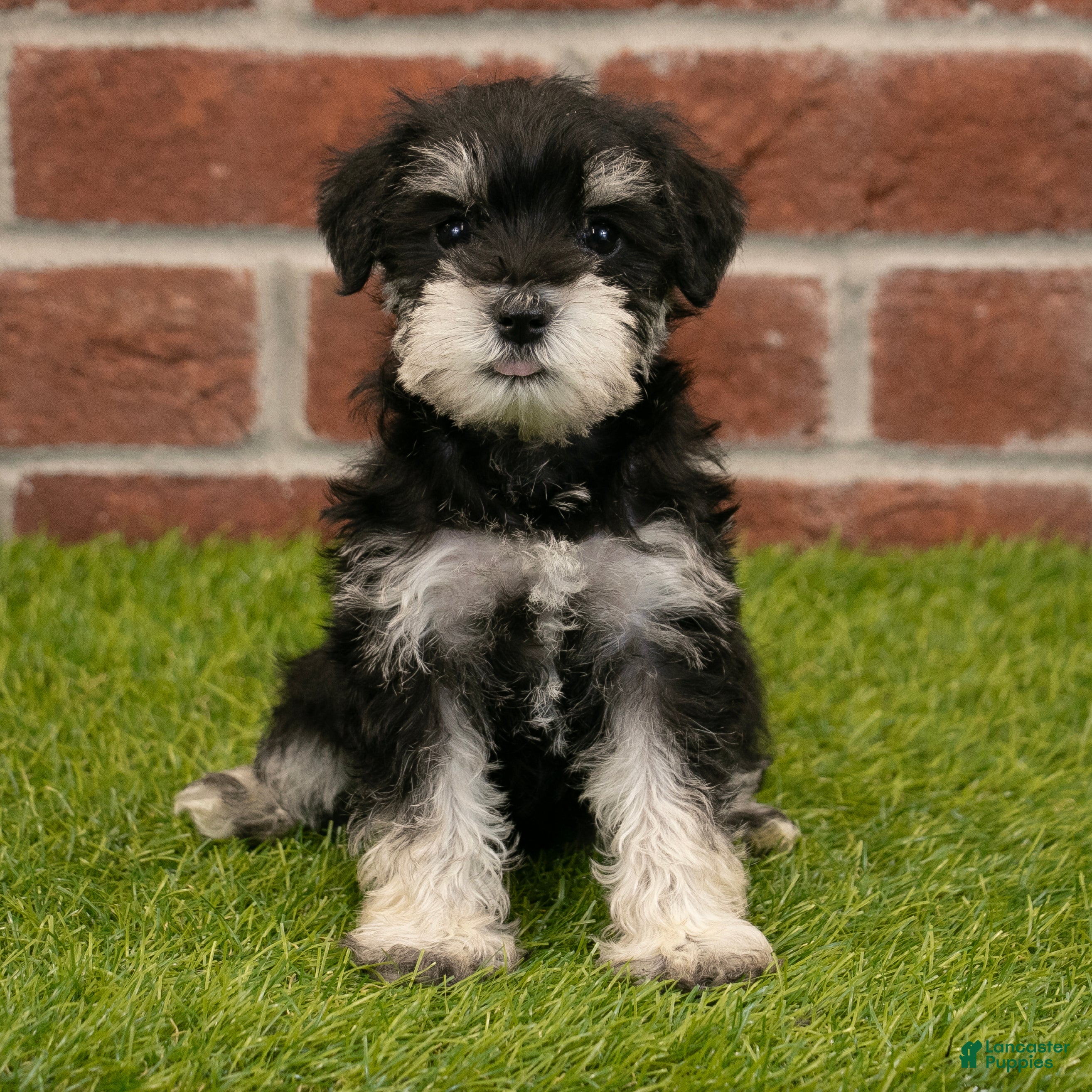 Miniature Schnauzer dogs for sale: Rosie - Ad 7