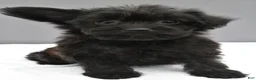 Yorkiepoo dogs for sale: Sophie - Ad 6