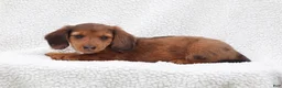 Miniature Dachshund dogs for sale: Paxter - Ad 5