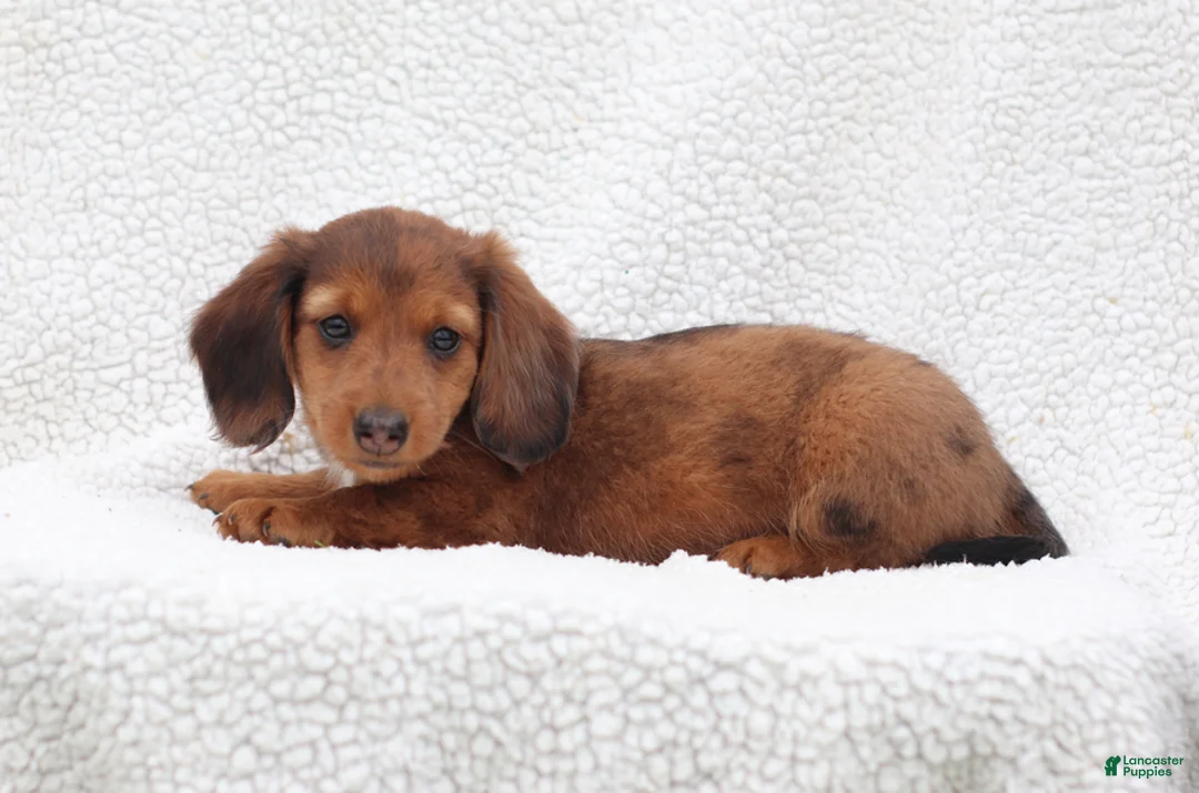 Miniature Dachshund dogs for sale: Paxter - Ad 5