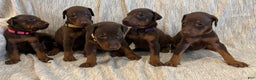 Doberman Pinscher dogs for sale: Atlas - Ad 5