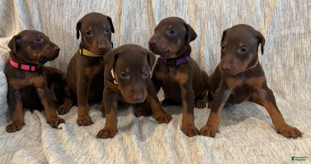 Doberman Pinscher dogs for sale: Atlas - Ad 5