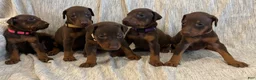 Doberman Pinscher dogs for sale: Honey - Ad 10