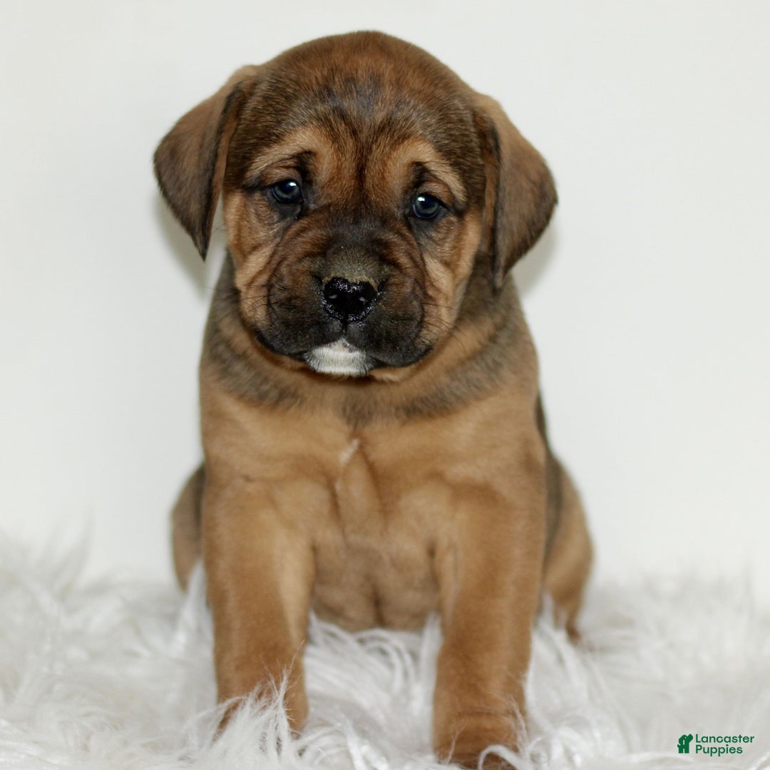 Mixed Breed dogs for sale: Dodger  - Ad 3