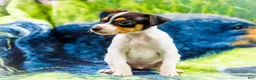 Mixed Breed dogs for sale: Taley - Ad 4