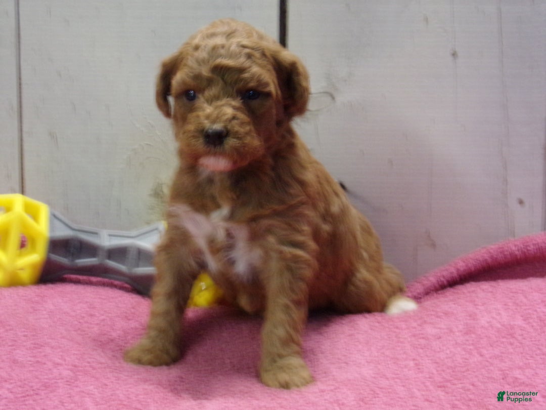 Standard Poodle dogs for sale: Effie - Ad 1