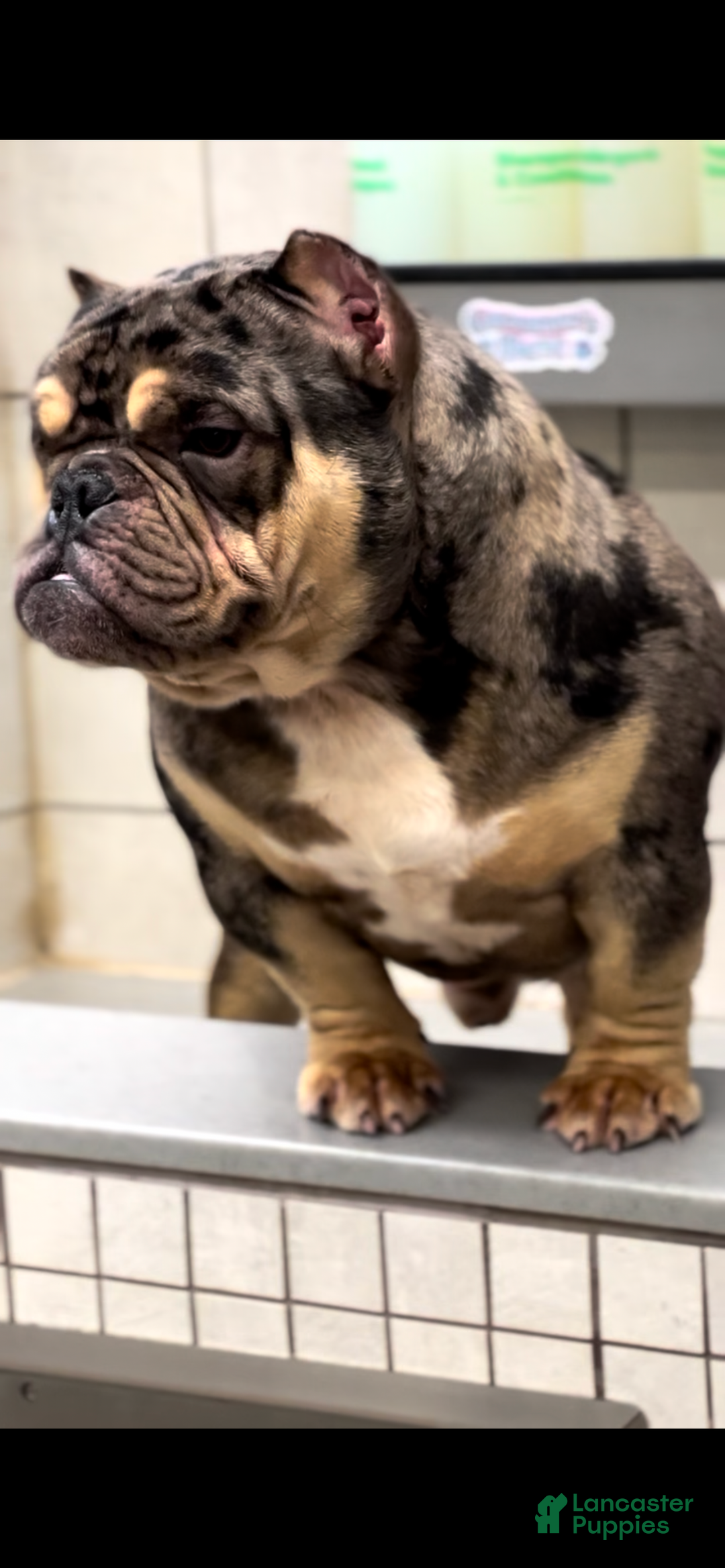 American Bully dogs for sale: American Bully Puppy 1 - Ad 2