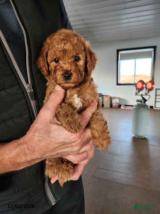 Mini Goldendoodle dogs Rex - Ad 3
