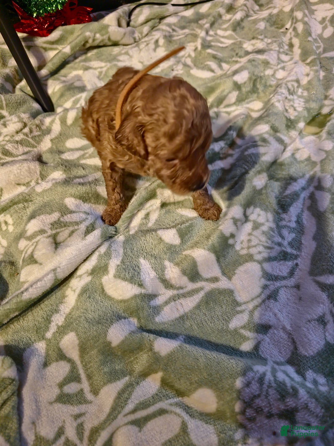 Mini Goldendoodle dogs for sale: Nova - Ad 21