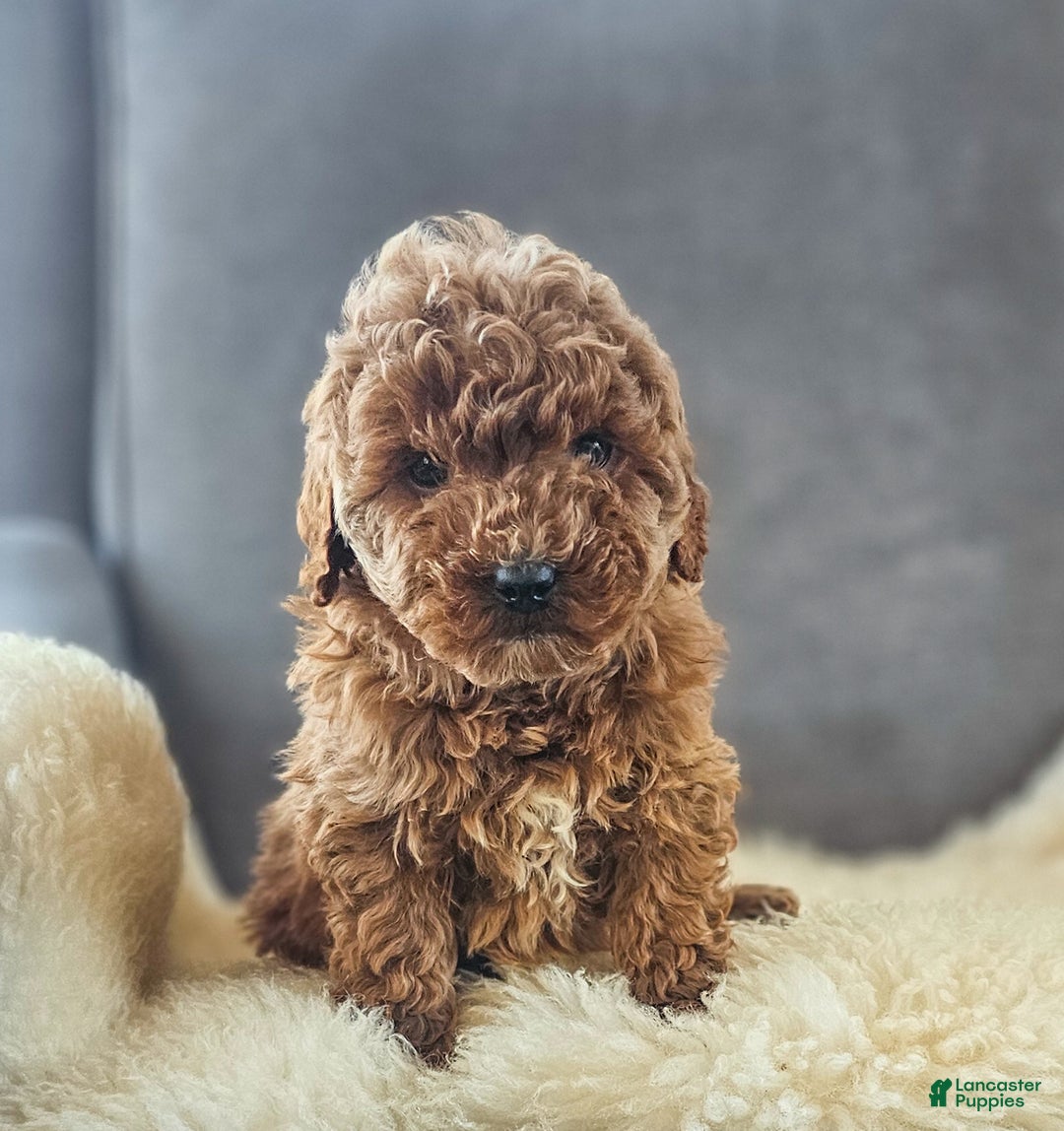 Mini Goldendoodle dogs for sale: Miley - Ad 4