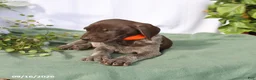 German Shorthaired Pointer dogs for sale: Murphy - Ad 4