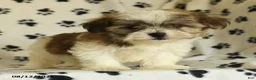 Shorkie dogs for sale: Ivanhoe - Ad 3
