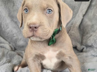 Cane Corso dogs - Ad 10