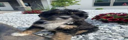 Mini Aussiedoodle dogs for sale: Karl - Ad 3