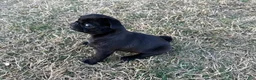 Pug dogs for sale: Pug Puppy 1 - Ad 2