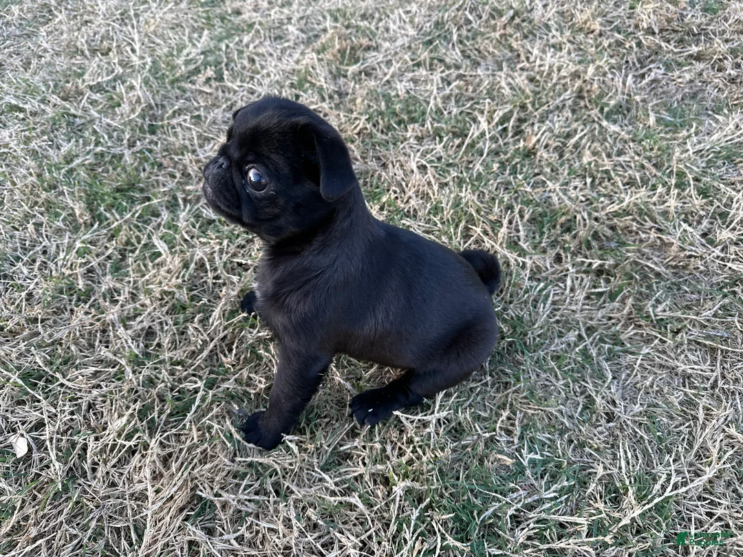 Pug dogs for sale: Pug Puppy 1 - Ad 2
