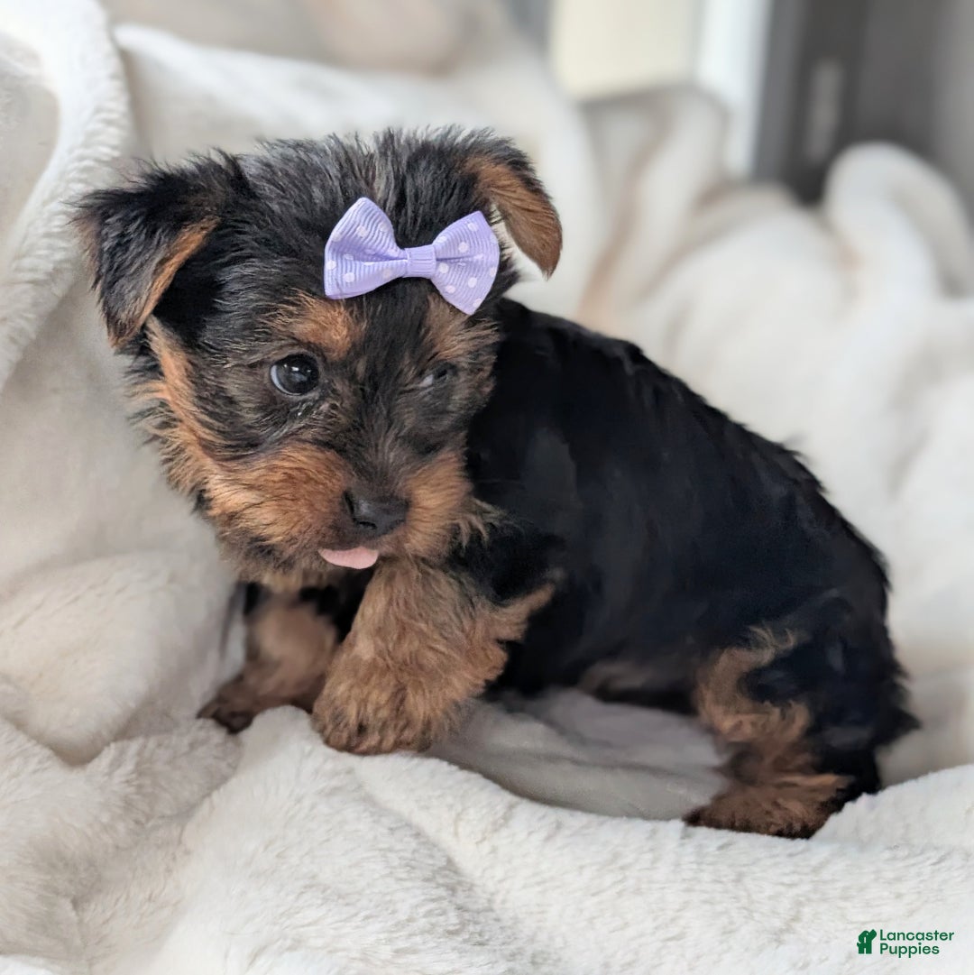 Yorkshire Terrier dogs for sale: Elsa - Ad 6