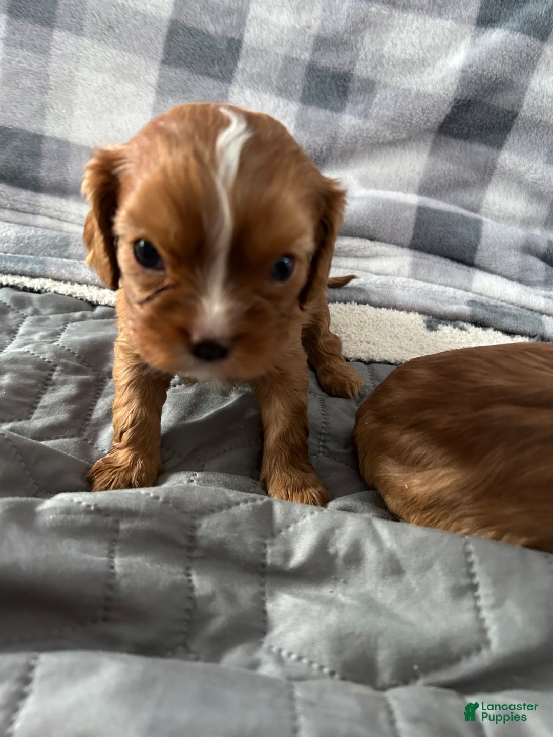 Cavalier King Charles Spaniel dogs for sale: Rocket - Ad 4