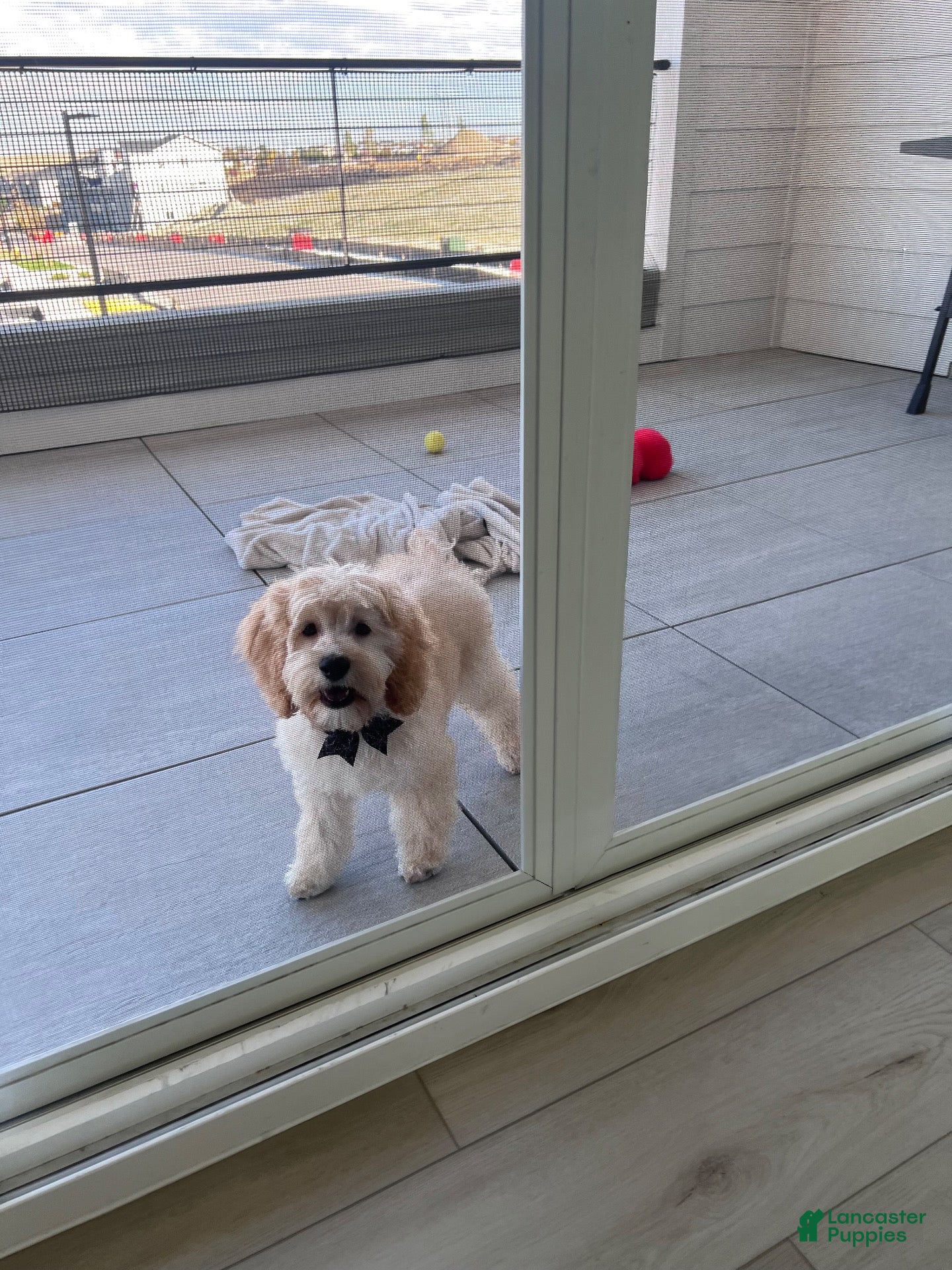 Cockapoo dogs for sale: Cockapoo 1 - Ad 35