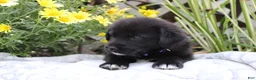 Labrador Retriever dogs for sale: Violet - Ad 4