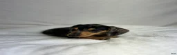 Miniature Dachshund dogs for sale: Daisy - Ad 3